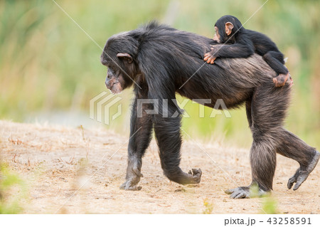 Common chimpanzee with a baby chimpanzee Common chimpanzee with a baby chimpanzee 43258591