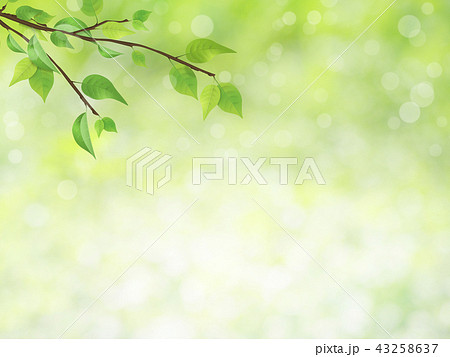 green bokeh background with green leaves 43258637