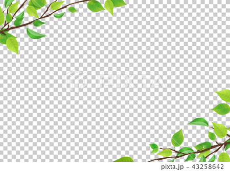 新鮮綠葉 Png 透水 插圖素材 43258642 Pixta圖庫