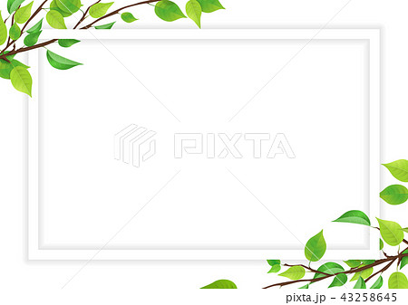 新緑 葉 白いフレーム Png 透過 のイラスト素材 43258645 Pixta