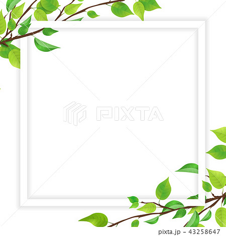 新緑 葉 白いフレーム Png 透過 のイラスト素材