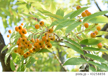 色づいてきたナナカマドの実 43258856