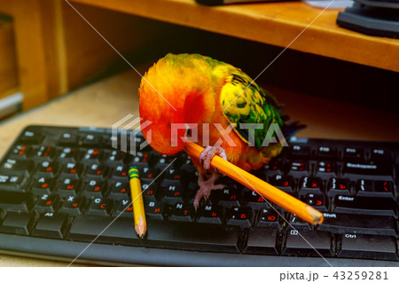 The parrot sits on the keyboard and plays pencil The parrot sits on the keyboard and plays pencil 43259281