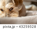 愛犬 43259328