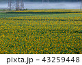 ひまわり畑 43259448