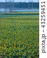 ひまわり畑 43259451