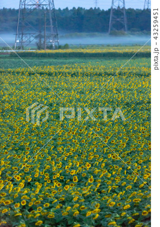 ひまわり畑 ひまわり畑 43259451