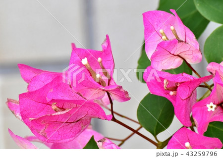 三鷹中原に咲くブーゲンビリア 43259796