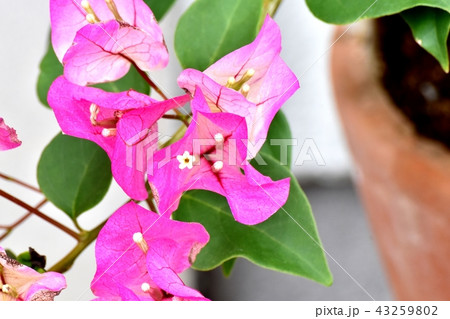 三鷹中原に咲くブーゲンビリア 43259802