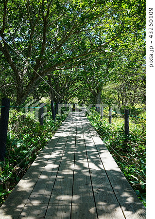 夏の八島湿原一周　木道　霧ヶ峰高原　諏訪郡下諏訪町 43260109