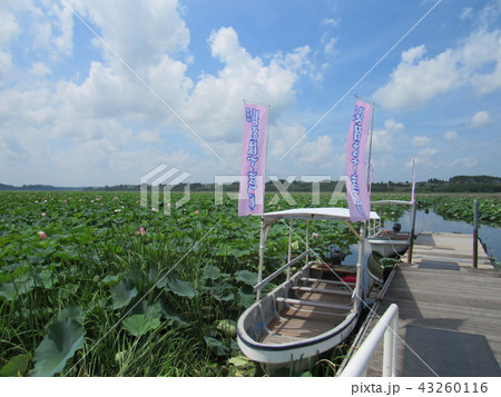 宮城県登米市　長沼はすまつり 43260116