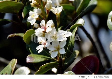三鷹中原に咲くシャリンバイの花 43260200