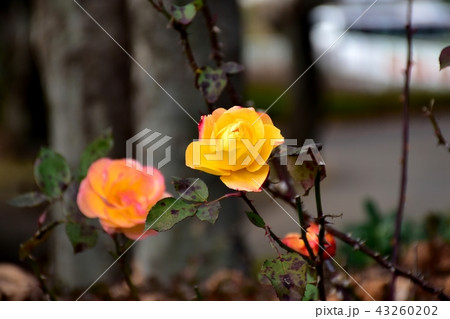 三鷹仙川公園に咲くアンネフランクのバラ 三鷹仙川公園に咲くアンネフランクのバラ 43260202