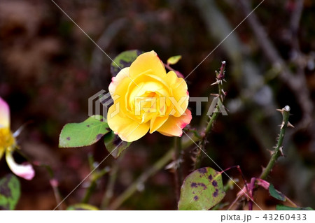 三鷹仙川公園に咲くアンネフランクのバラ 三鷹仙川公園に咲くアンネフランクのバラ 43260433