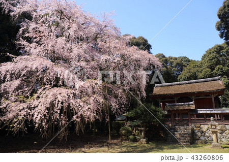 京都　醍醐寺　清瀧宮本殿前のしだれ桜 43260806