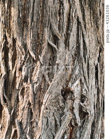 Osage orange tree or maclura 43261036