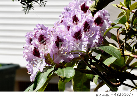 三鷹中原に咲く薄紫色のシャクナゲ 43261077