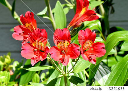 三鷹中原に咲く赤いアルストロメリア 43261083