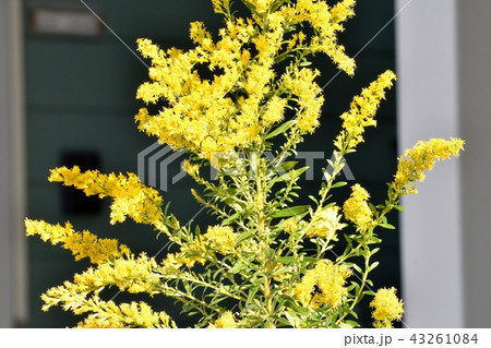 三鷹中原に咲くセイタカアワダチソウ 43261084