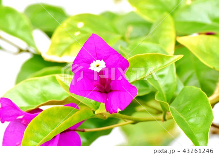 三鷹中原に咲くブーゲンビリア 三鷹中原に咲くブーゲンビリア 43261246