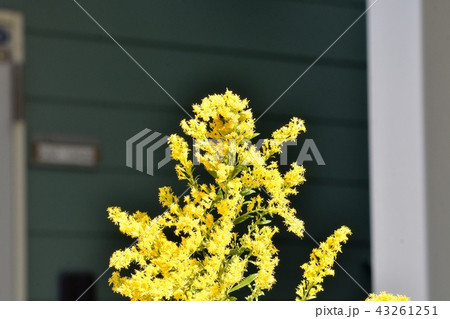 三鷹中原に咲くセイタカアワダチソウ 43261251