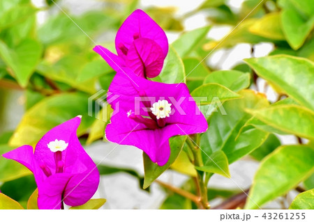 三鷹中原に咲くブーゲンビリア 43261255
