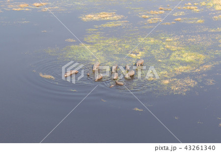 Aerial view of Hippopotamus 43261340