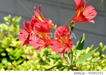 三鷹中原に咲く赤いアルストロメリア 三鷹中原に咲く赤いアルストロメリア 43261551