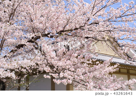 京都 春の醍醐寺 霊宝館のソメイヨシノ 京都 春の醍醐寺 霊宝館のソメイヨシノ 43261643
