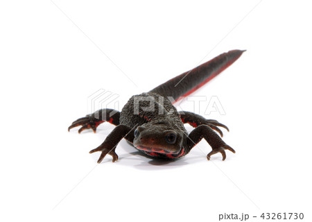 イモリ イモリ 43261730