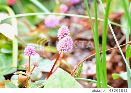 三鷹中原に咲くヒメツルソバ 43261811
