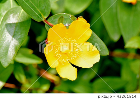 三鷹中原に咲くキンシバイ 43261814