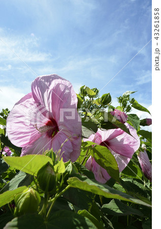 アメリカフヨウと青空 43261858