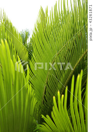 ソテツの葉 43261871