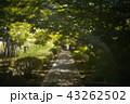 緑のある石畳の小道 43262502