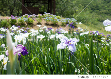 [愛知県]　初立池公園 菖蒲　 43262597
