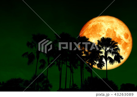 blood moon back silhouette high palms in night sky 43263089