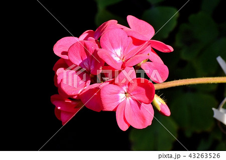 三鷹中原に咲くピンクのゼラニウム 三鷹中原に咲くピンクのゼラニウム 43263526