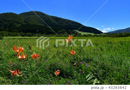 コオニユリ咲く箱根湿生花園 コオニユリ咲く箱根湿生花園 43263642
