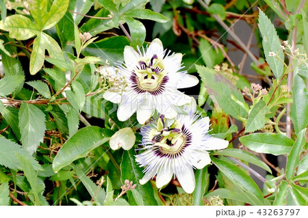 三鷹中原に咲くトケイソウ 43263797