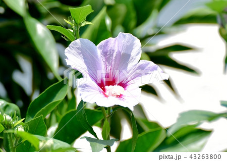 三鷹中原に咲くタチアオイ 三鷹中原に咲くタチアオイ 43263800