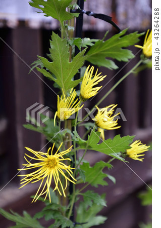 平野屋　嵯峨菊 43264288