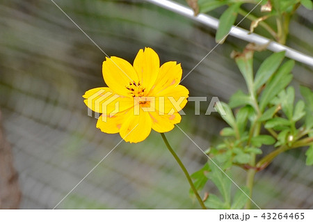 三鷹中原に咲くキバナコスモス 43264465