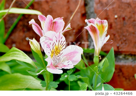三鷹中原に咲くアルストロメリア 三鷹中原に咲くアルストロメリア 43264466