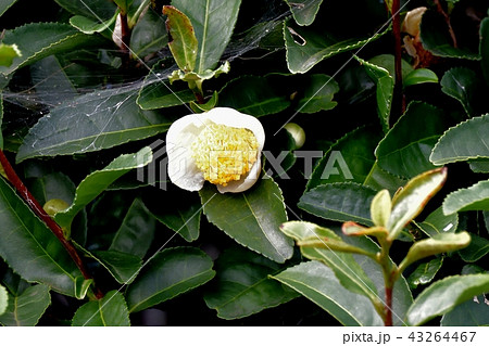 三鷹中原に咲くチャノキの花 43264467