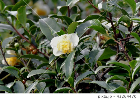 三鷹中原に咲くチャノキの花 三鷹中原に咲くチャノキの花 43264470