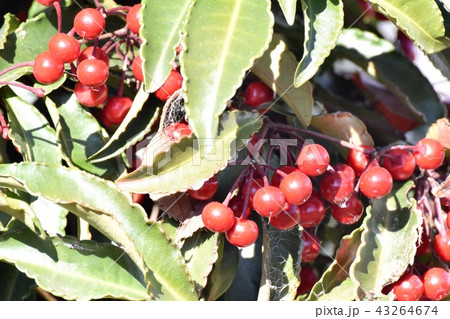 三鷹中原になる赤いマンリョウの実 43264674