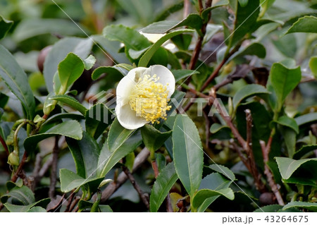 三鷹中原に咲くチャノキの花 三鷹中原に咲くチャノキの花 43264675