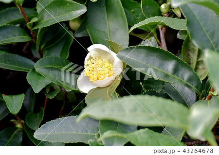 三鷹中原に咲くチャノキの花 43264678