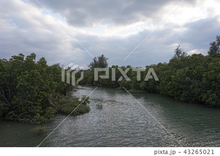 島尻マングローブ(宮古島) 43265021